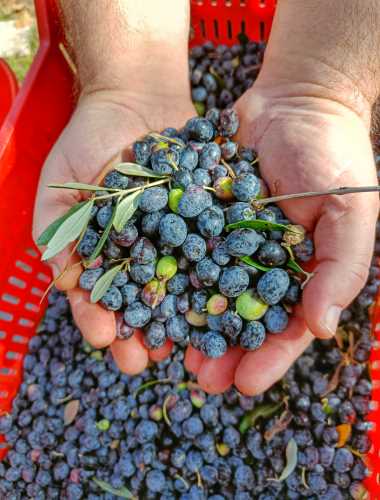 Zwei Hände halten einen kleinen Haufen typischer schwarzer Oliven aus Kalabrien, bevor sie in den darunter liegenden Korb zur Ernte der Oliven fallen gelassen werden.