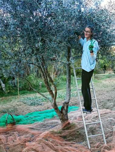 Eine Frau steht auf einer Leiter, die an einem Olivenbaum in Kalabrien lehnt und grüßt in die Kamera, während sie Oliven von Baum erntet. Auf dem Boden unter dem Baum liegen die typischen Netze zur Ernte der Oliven.